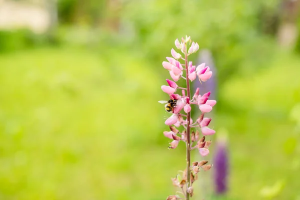 Nahaufnahme der rosafarbenen Blüten von Lupinus, allgemein als Lupine oder Lupine bekannt, in voller Blüte und grünem Gras in einem sonnigen Frühlingsgarten, schöne florale Hintergrund im Freien mit weichem Fokus fotografiert — Stockfoto