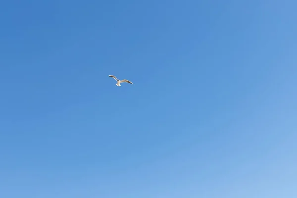 Seagull flying on clear blue sky and sun light.flying in sky. A flock of seagulls soaring in the blue sky. one flying bird. Seagull flying sky as freedom concept,bird watching and protection. — Stock Photo, Image