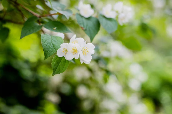 Jasmijnbloem groeit op de struik in de tuin met zonnestralen en bokeh. Lente natuurlijke achtergrond — Stockfoto