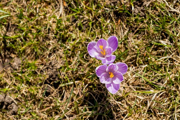 바이올렛 과 백인 크로커스는 이른 봄 정원에서. 봄 대기. 플라워 가든. 어메이징 데이입니다 루비 자이언트가 자연 배경으로 꽃을 피우고 있습니다. 부드러운 선택적 초점. 스톡 이미지