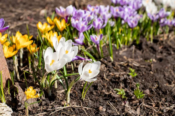바이올렛 과 백인 크로커스는 이른 봄 정원에서. 봄 대기. 플라워 가든. 어메이징 데이입니다 루비 자이언트가 자연 배경으로 꽃을 피우고 있습니다. 부드러운 선택적 초점. 스톡 사진