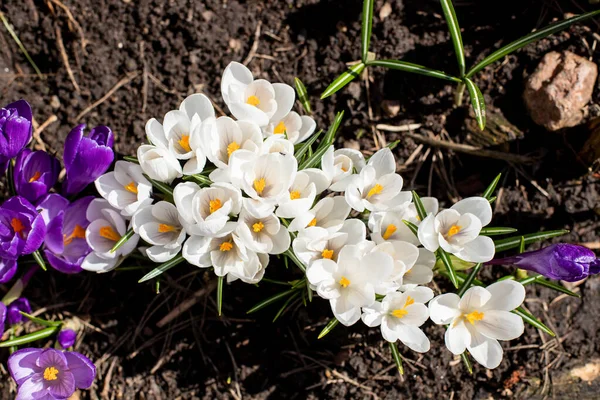 바이올렛 과 백인 크로커스는 이른 봄 정원에서. 봄 대기. 플라워 가든. 어메이징 데이입니다 루비 자이언트가 자연 배경으로 꽃을 피우고 있습니다. 부드러운 선택적 초점. 로열티 프리 스톡 사진