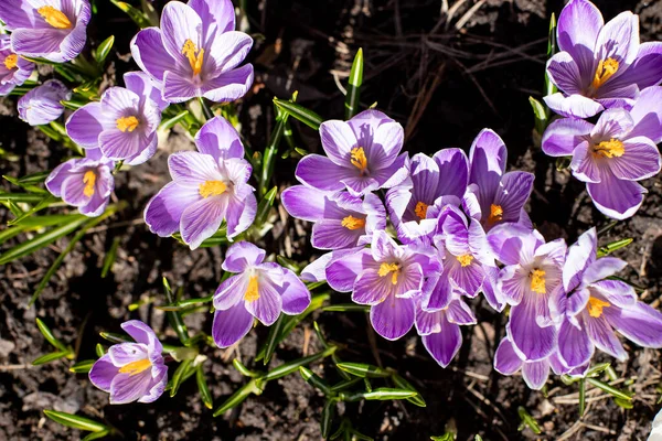 바이올렛 과 백인 크로커스는 이른 봄 정원에서. 봄 대기. 플라워 가든. 어메이징 데이입니다 루비 자이언트가 자연 배경으로 꽃을 피우고 있습니다. 부드러운 선택적 초점. 스톡 사진