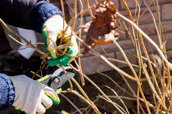 Обрезка ножниц и перчаток. Резать остатки растений прошлых лет с помощью обрезки. подготовка к лету, обрезка сухих кустарниковых ветвей садовыми ножницами. — стоковое фото