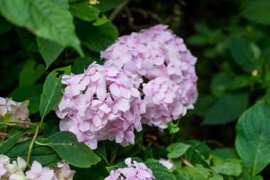 Çiçek açan pembe ortanca çalıları, yeşil çimenler ve yaz botanik bahçesindeki yaprak döken ağaçlarla manzara. Bahçede yetişen ortancalar. Yaz aydınlığı arka plan. Doğal arkaplan.