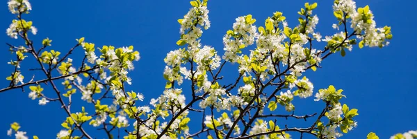 Apple tree floral. Bright summer background. Spring white fruit flower. Spring texture. Creative trend composition. Springtime elements. Blue sky. Horizontal template banner. Copyspace. Place for text — Stock Photo, Image