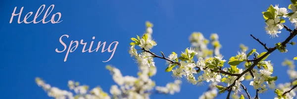 Apple tree floral. Bright summer background. Spring white fruit flower. Spring texture. Creative trend composition. Springtime elements. Blue sky. Horizontal template banner. Copyspace. Place for text — Stock Photo, Image