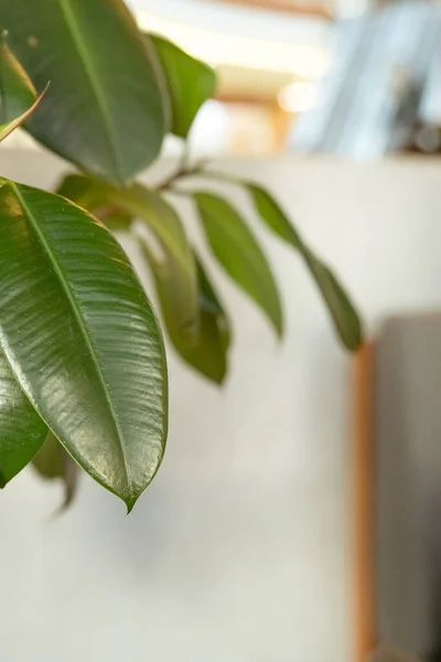 Foto einer Rubber Tree Variegata Topfpflanze, Ficus elastica, auch Gummifeige genannt, mit großen grünen Blättern auf unscharfem Hintergrund. — Stockfoto