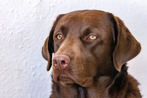 Una Imagen Primer Plano Perro Labrador Chocolate Mirando Distancia Con —  Fotos de Stock