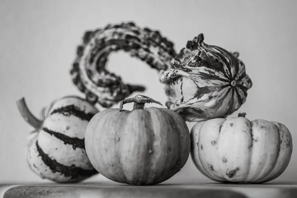 Close Image Selection Decorative Mini Pumpkins Displayed Chopping Board Monochrome — стоковое фото