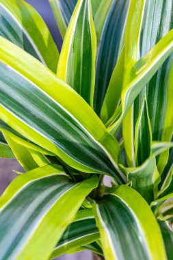 Sağlıklı bir mısır bitkisinin yeşil yapraklarının yakın plan görüntüsü.