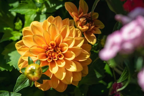 Close Photo Blooming Yellow Garden Dahlia Flower Desktop Wallpaper Background — Stock Photo, Image