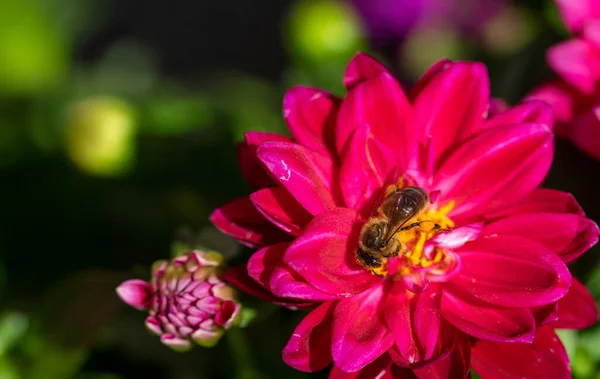 Μακροεντολή Εικόνα Μέλισσας Που Συλλέγει Γύρη Από Ανθισμένο Ροζ Λουλούδι — Φωτογραφία Αρχείου