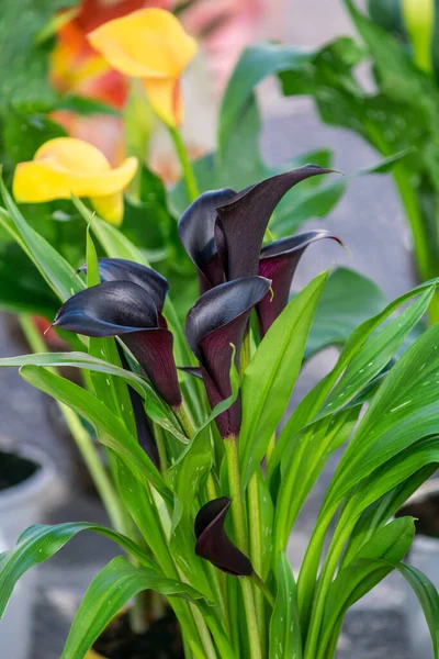 a image of the black flowers of a spotted calla lily potted plant at a local market in Marbella