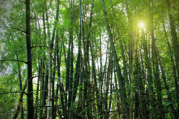 Bosque de bambú — Foto de Stock