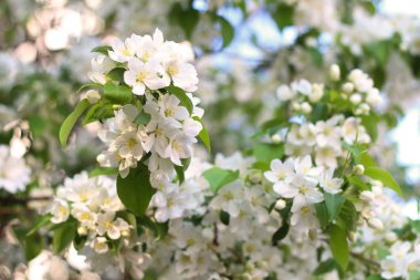 kiraz ağacının bahar çiçek çiçek
