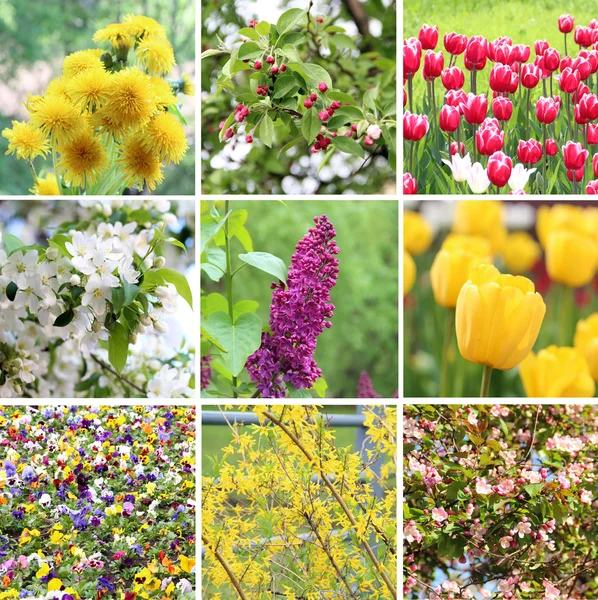 A collection of nine pictures of flowers blossoming in spring — Stock Photo, Image