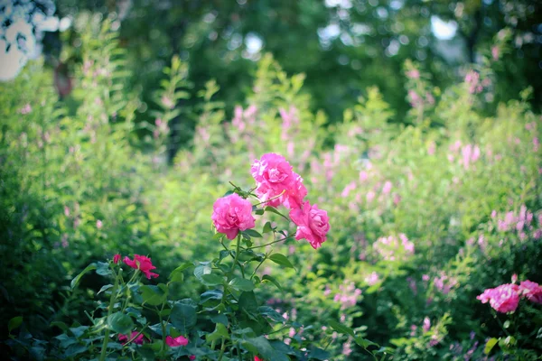 Beautiful pink roses toned — Stock Photo, Image