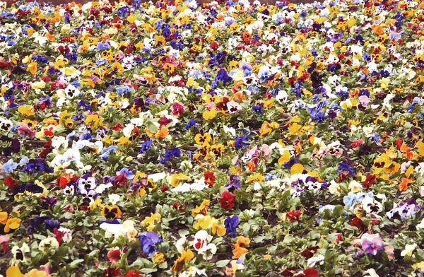 Heartsease, flower garden — Stock Photo, Image