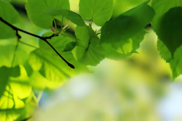 Cena da natureza no verão — Fotografia de Stock