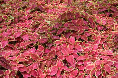 Bitkilerin halı: coleus blumei Hong Kong Botanik bahçesinde vurdu
