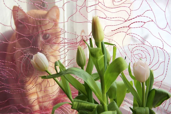 Sunny Tulip Buds and cat — Stock Photo, Image