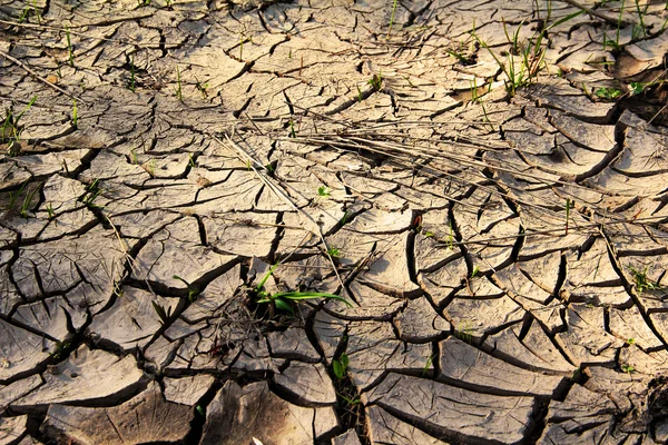 Rissige Erde mit Gras — Stockfoto