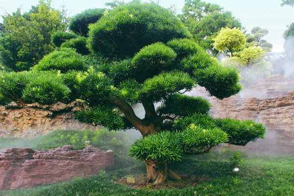 Japon çay bahçesi — Stok fotoğraf