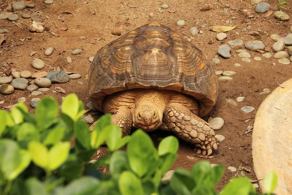 Tartaruga-áfrica (Geochelone (Centrochelys) sulcata ) — Fotografia de Stock