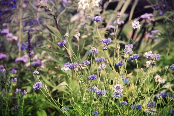 Blaue Kornblumen — Stockfoto