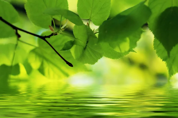 Natur scen i sommar: gröna blad återspeglar i vatten med några kopiera utrymme — Stockfoto