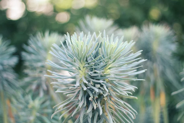 Weihnachtsbaum, Abies — Stockfoto