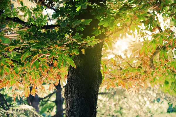 Árbol en el parque —  Fotos de Stock