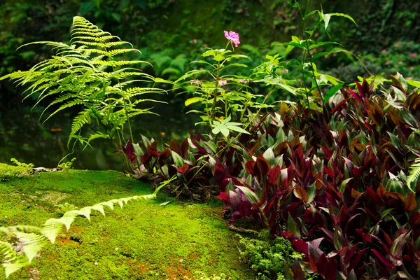 Fern — Stock Photo, Image