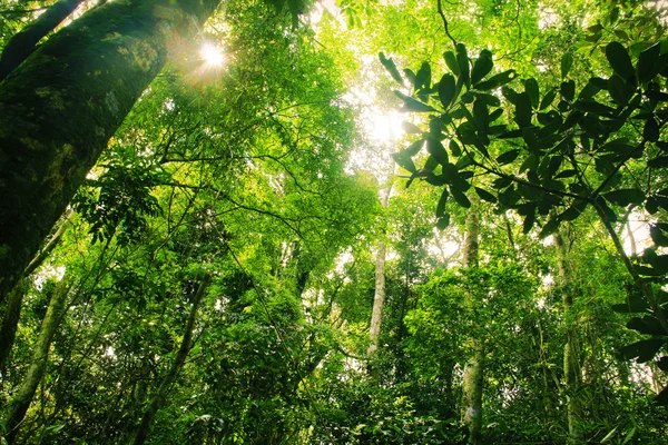 Floresta tropical brasileira Imagem De Stock
