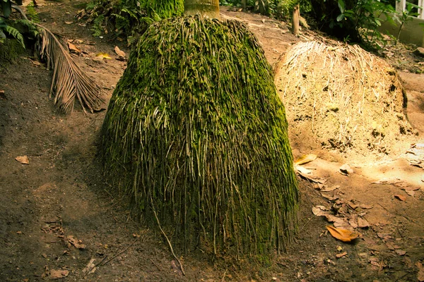 Raízes velhas — Fotografia de Stock