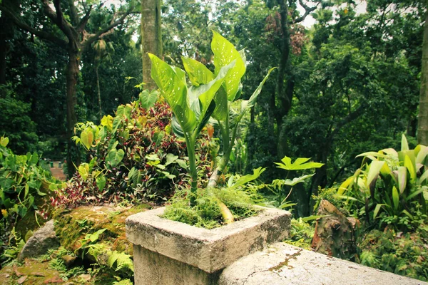 Тропические растения — стоковое фото