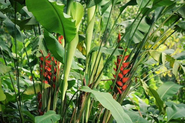 Тропические растения в ботаническом саду Рио-де-Жанейро — стоковое фото