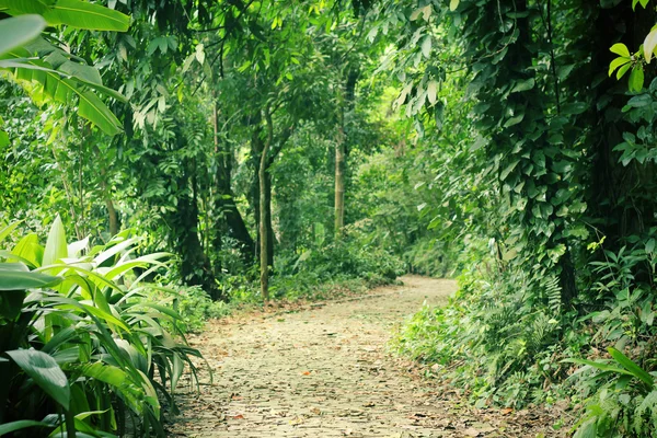 Sendero misterioso — Foto de Stock