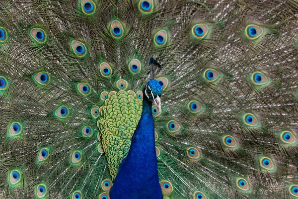 A peacock flaunting its feathers