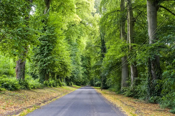 Woods in Normandy — Stock Photo, Image