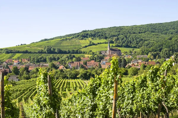 Andlau (Эльзас) - Виноградники — стоковое фото