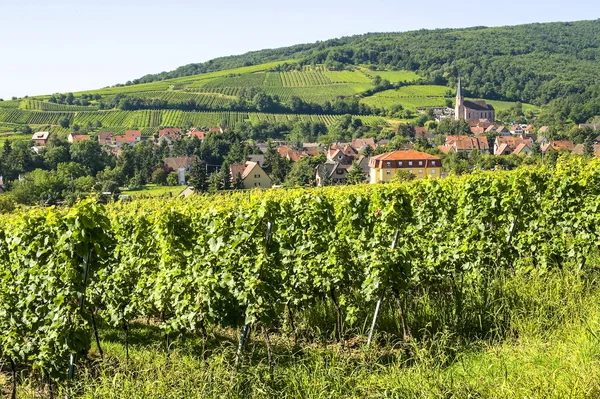 Andlau (Эльзас) - Виноградники — стоковое фото