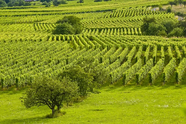 Viñedos y frutales en Alsacia (Francia ) — Foto de Stock