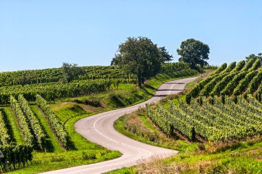 üzüm bağları Alsace içinde dolambaçlı yol