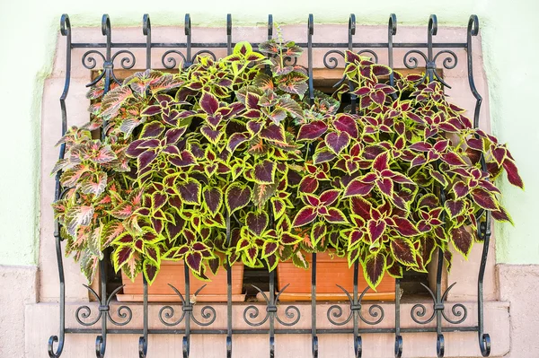 Itterswiller (Alsace) - Window with plants — Stock Photo, Image