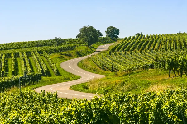 Route sinueuse dans les vignobles d'Alsace — Photo