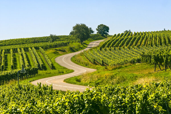 извилистая дорога в виноградниках Эльзаса
