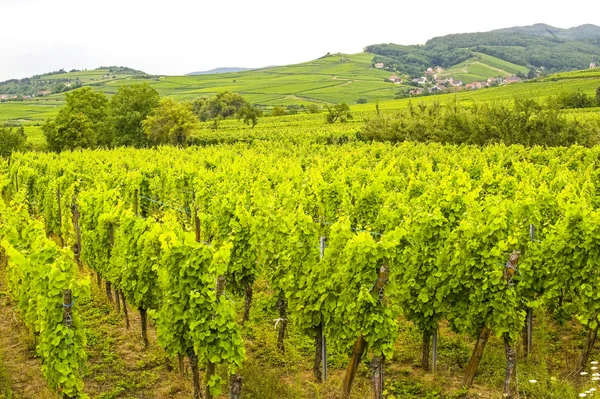 Saint-Hippolyte (Alsace) - Виноградники — стоковое фото