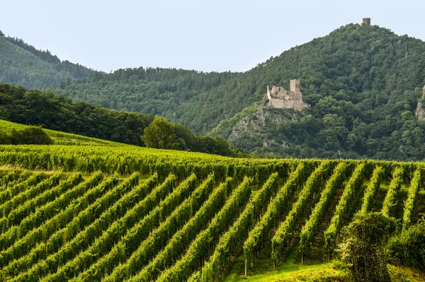 Hunawihr (Alsácia) - Castelo e vinha — Fotografia de Stock